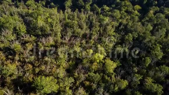 鸟瞰峡谷森林视频的预览图