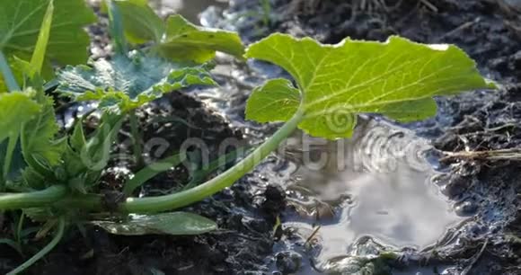 夏天在它下面流动的绿色骨髓植物和溪流视频的预览图