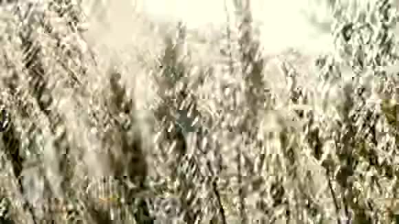 夏天在湿漉漉的溪水下麦穗在挥动视频的预览图