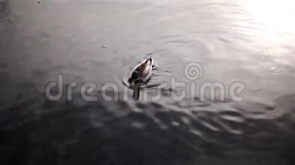 湖中漂鸭视频的预览图