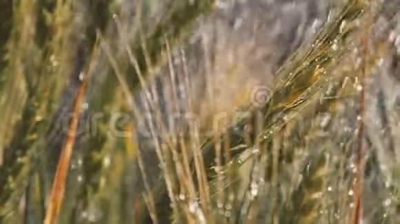 夏日沐浴在阳光下的小麦束视频的预览图
