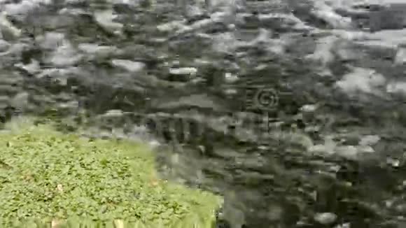 湍急的水流和漂浮在河上的树叶视频的预览图