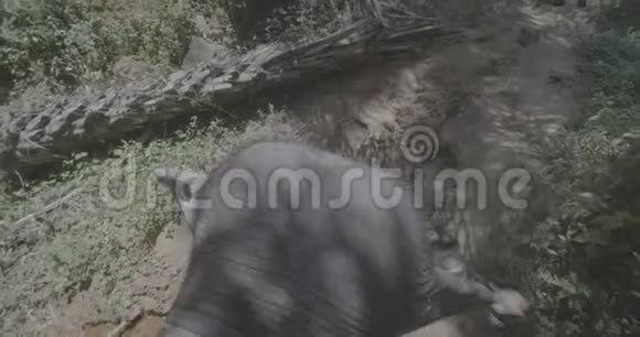 大象穿越丛林的俯视图视频的预览图