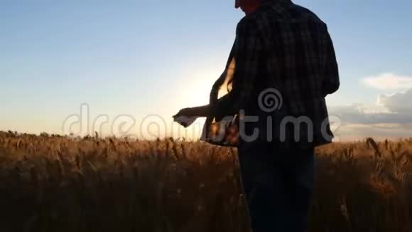 一个穿着格子衬衫的女农民拿着一块药片在麦田里走来走去检查庄稼的质量视频的预览图