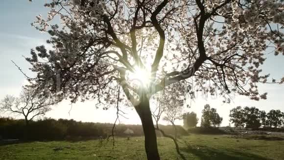 太阳在开花树上旋转倾斜4K视频的预览图