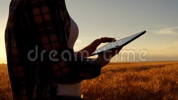 日落背景下麦田里穿着格子衬衫的女农民女孩用了一块药片打算收割圆形的视频的预览图