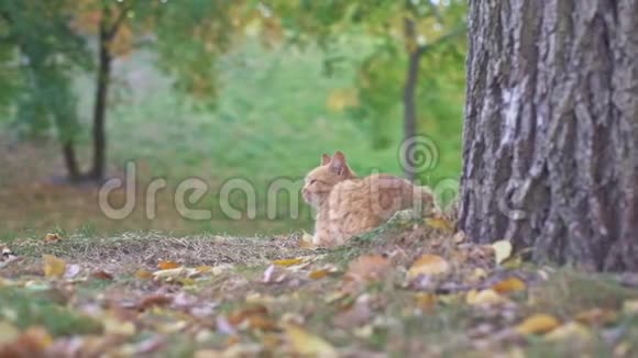 在一个夏天阳光明媚的日子里在乌克兰敖德萨市公园的一棵大老树附近流浪的橙色猫坐着放松视频的预览图