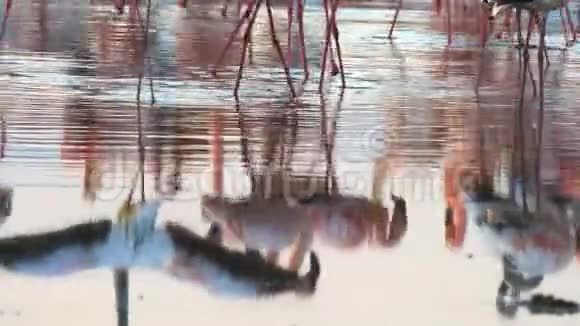 火烈鸟对平静的肯尼亚博戈里亚湖的倒影视频的预览图