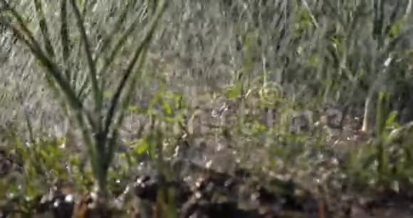 满是青葱和青草的花园补丁在雨滴的溪流下视频的预览图