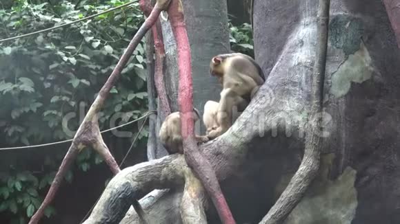 两只猴子坐在树枝上视频的预览图