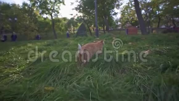 橙色流浪猫在夏天阳光明媚的一天在乌克兰敖德萨城市公园散步和探索视频的预览图