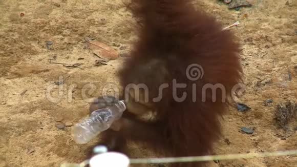 猩猩游戏OrangUtan岛马来西亚视频的预览图