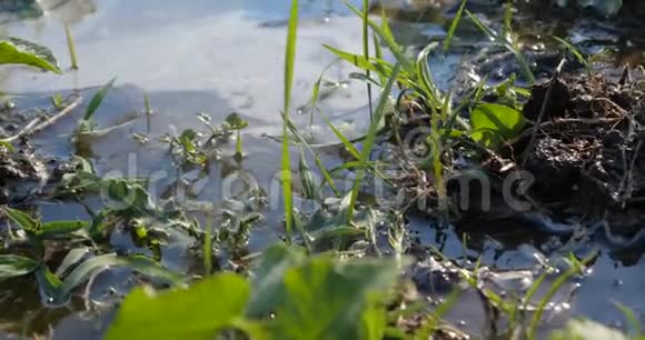 一片片覆盖着水的黑土地上一片片蓝草的叶子视频的预览图