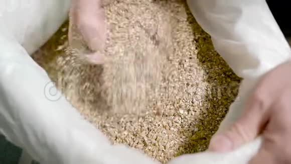 一个酿酒师检查一个小麦大麦种子的质量从袋子在啤酒厂视频的预览图