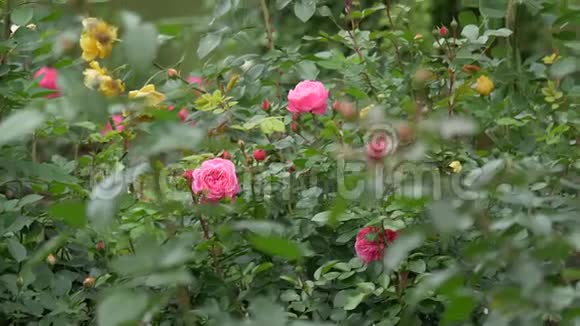 野玫瑰不同颜色绿叶多汁近景慢动作视频的预览图