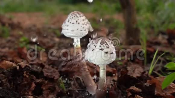 植物园蘑菇上的水滴视频的预览图