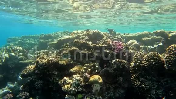在红海的水下世界慢动作视频的预览图