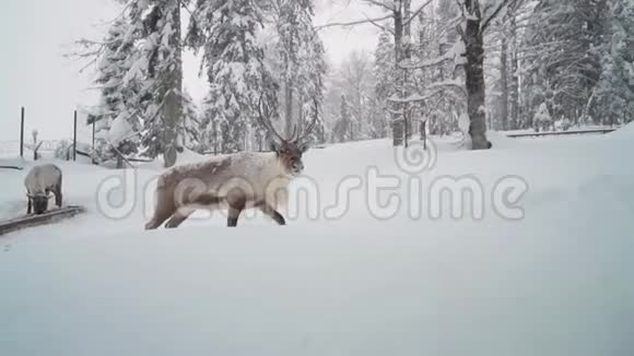 滑雪场娱乐活动冬天森林里的鹿鹿场圣诞鹿视频的预览图