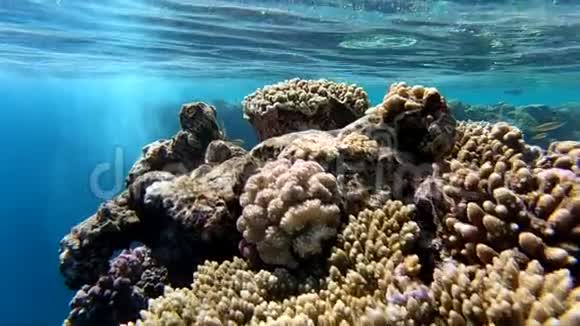 美丽的岩石和珊瑚缓慢移动视频的预览图