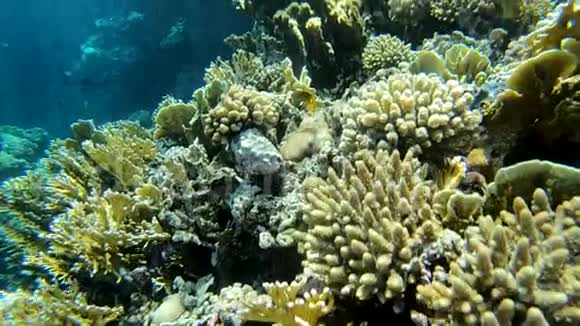 水下景观令人惊叹的珊瑚礁与五颜六色的鱼近在红海视频的预览图