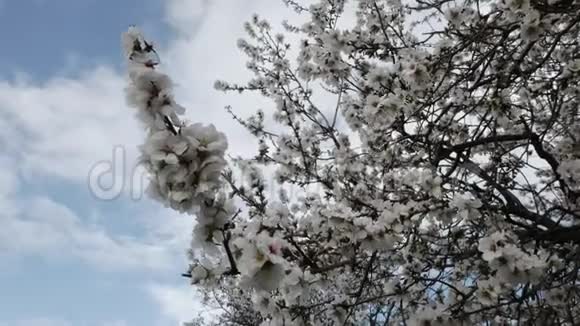 春天盛开的杏仁树视频的预览图
