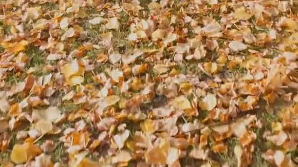秋天的黄色树叶相机的平稳运动视频的预览图