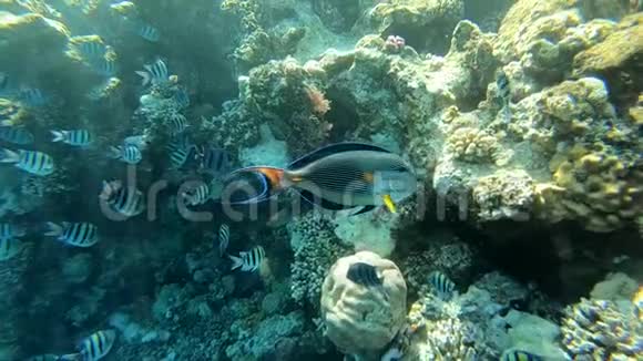 美丽的条纹鱼在珊瑚峡谷附近游泳动作缓慢视频的预览图