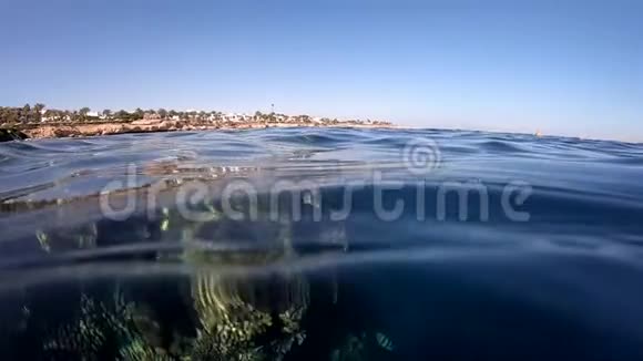 珊瑚礁在一块深入水的岩石上缓慢运动视频的预览图