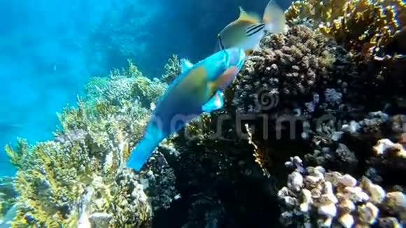 在美丽的珊瑚礁附近缓慢游动的大型鹦鹉鱼视频的预览图