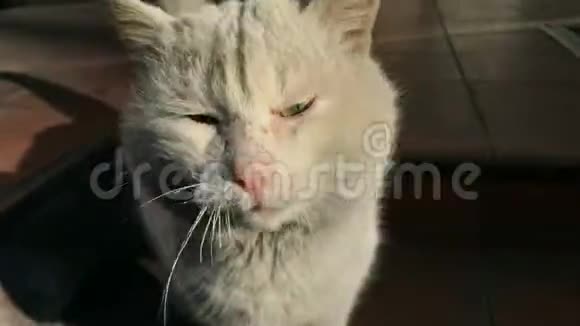 坐在房子台阶上的不幸的流浪猫环顾四周视频的预览图