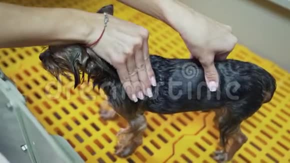 在宠物美容沙龙的专用浴室里梳洗者用洗发水近距离清洗小狗视频的预览图