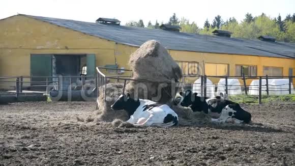 俄罗斯奶牛场哺乳动物视频的预览图