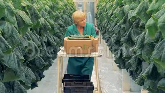 女性温室工人采摘种植黄瓜视频的预览图