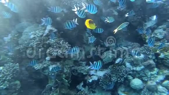 令人惊叹的水下世界有很多鱼和美丽的珊瑚礁深处视频的预览图