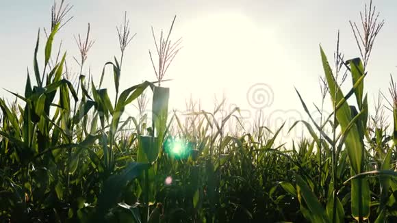 在灿烂的阳光下绽放着绿色的玉米地农业概念视频的预览图