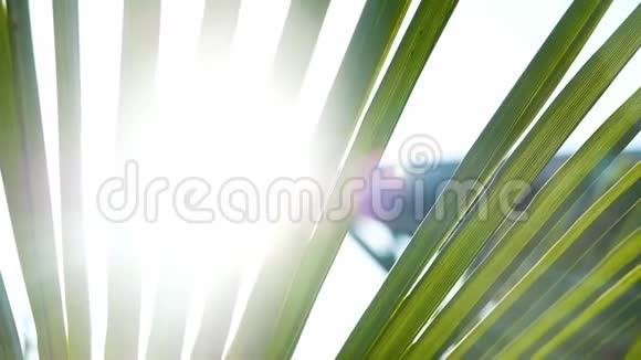 阳光透过棕榈枝缓慢地闪烁放松在海面上的相机运动视频的预览图