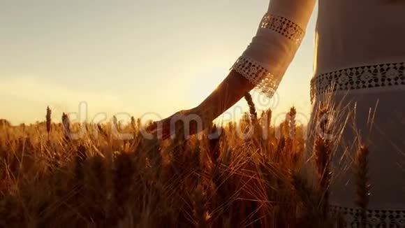 一个年轻的女人手穿过麦田女孩手紧紧地摸着麦穗日落的时候这就是视频的预览图