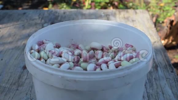 新鲜的彩色豆子掉在花园里的白色罐子里视频的预览图