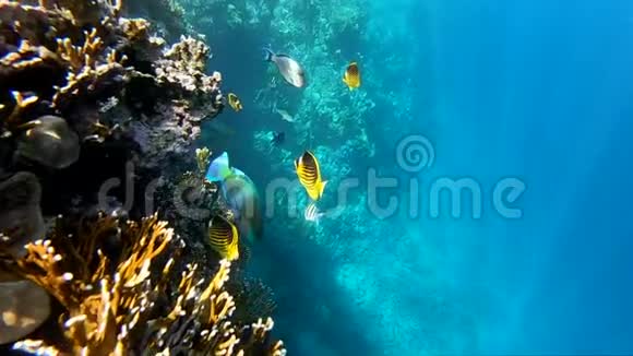 红海的海底景色令人惊叹岩石上的礁石附近有五颜六色的鱼视频的预览图