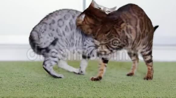 美丽的棕色和灰色的纯种孟加拉猫在绿色粗糙的地毯上玩耍视频的预览图