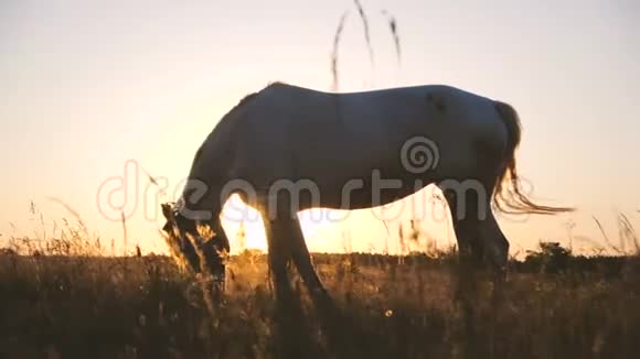 令人印象深刻的白马与飘动的鬃毛放牧草地在户外的斯洛文尼亚视频的预览图
