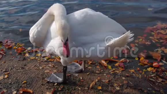 一只天鹅在湖边清理羽毛的近景视频的预览图