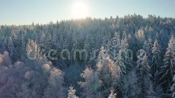 在寒冷的冬天的早晨缓慢地飞上雪林之上视频的预览图
