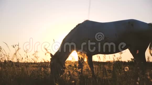 美丽的马在无边无际的田野里吃草在美妙的夕阳下在斯洛文尼亚视频的预览图
