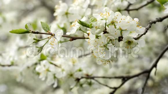 梅花在春天的花园里开花视频的预览图