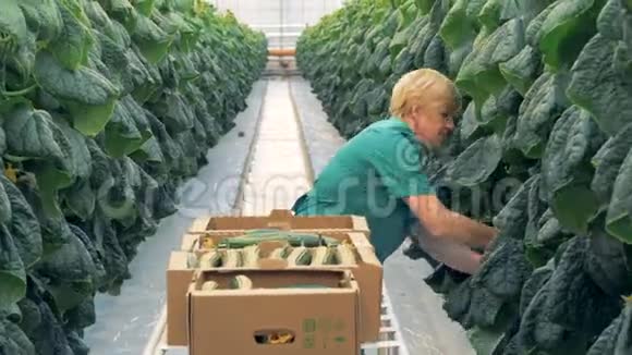 女人收集黄瓜特写一个农场工人在一个大温室里摘黄瓜视频的预览图