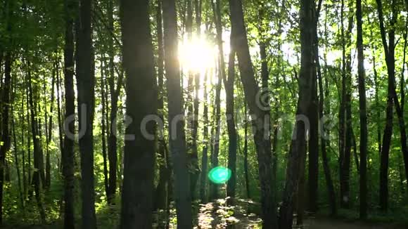 阳光穿过森林夏天天气很好视频的预览图