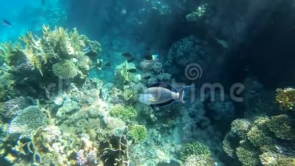 大型条纹鱼在珊瑚礁附近游泳动作缓慢水下动作视频的预览图