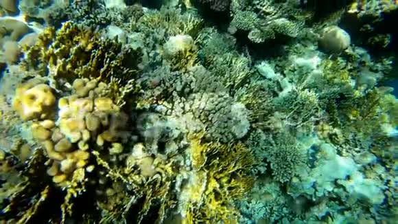 在珊瑚礁的水下深处阳光照射下动作缓慢视频的预览图