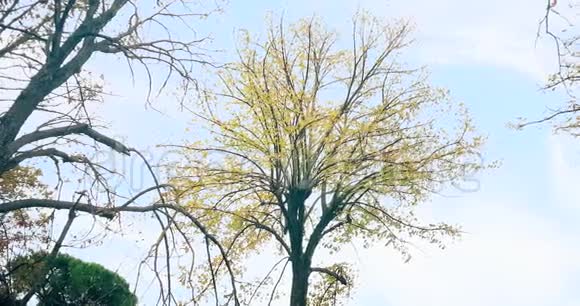 林中树木的轮廓和绿色春天的黄色夏天的叶子在日光的天空中阳光从森林中飞过视频的预览图